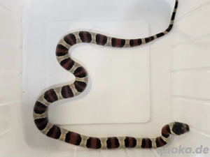 Lampropeltis, Königsnatter, Leonis ehemals Mexicana Thayeri het Black 