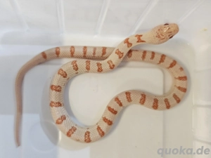 Lampropeltis, Königsnatter, Leonis ehemals Mexicana Thayeri het Black 