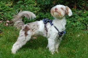 Eddi, 6 Monate - Yorkshire Terrier-Shi Tzu-Mix - Tierhilfe Franken e.V. Bild 8