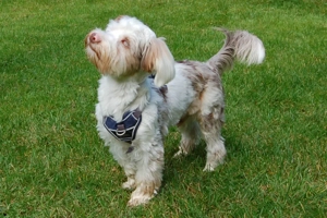 Eddi, 6 Monate - Yorkshire Terrier-Shi Tzu-Mix - Tierhilfe Franken e.V. Bild 5