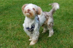 Eddi, 6 Monate - Yorkshire Terrier-Shi Tzu-Mix - Tierhilfe Franken e.V. Bild 3