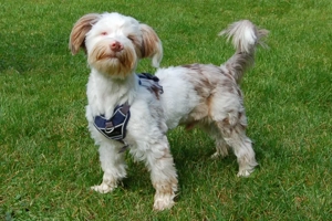 Eddi, 6 Monate - Yorkshire Terrier-Shi Tzu-Mix - Tierhilfe Franken e.V. Bild 6