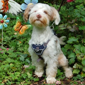 Eddi, 6 Monate - Yorkshire Terrier-Shi Tzu-Mix - Tierhilfe Franken e.V. Bild 2