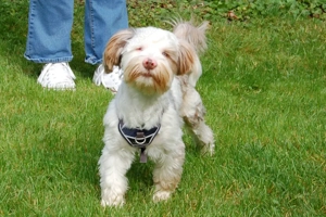 Eddi, 6 Monate - Yorkshire Terrier-Shi Tzu-Mix - Tierhilfe Franken e.V. Bild 9
