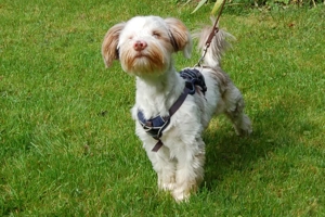 Eddi, 6 Monate - Yorkshire Terrier-Shi Tzu-Mix - Tierhilfe Franken e.V. Bild 4