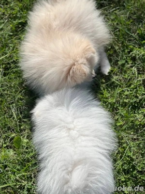   süßes Hundemädchen-Pomeranian Zwergspitz  sucht neues zuhause Bild 8