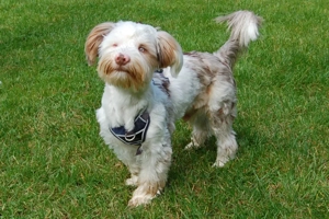 Eddi, 6 Monate - Yorkshire Terrier-Shi Tzu-Mix - Tierhilfe Franken e.V.