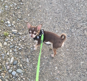 Chihuahua, Mini, Ahnentafel, Rüde,  8 Monate jung,  Ahnentafel,  EU Ausweis,  vollständig geimpft us Bild 3