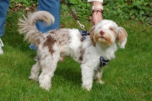 Eddi, 6 Monate - Yorkshire Terrier-Shi Tzu-Mix - Tierhilfe Franken e.V. Bild 7
