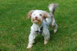 Eddi, 6 Monate - Yorkshire Terrier-Shi Tzu-Mix - Tierhilfe Franken e.V. Bild 10