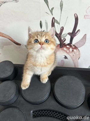 BKH Gold shaded Blau Augen 