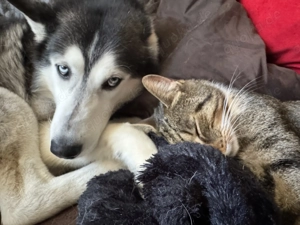 Deckrüde Husky  Kein Verkauf  