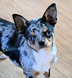 Little Tim, 4 Monate - Chihuahua - Tierhilfe Franken e.V. Bild 6