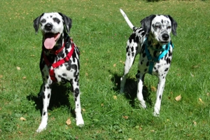 Fiona Da, 8 Jahre - Dalamatiner - Tierhilfe Franken e.V. Bild 10