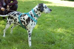 Fiona Da, 8 Jahre - Dalamatiner - Tierhilfe Franken e.V. Bild 8