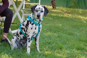 Fiona Da, 8 Jahre - Dalamatiner - Tierhilfe Franken e.V. Bild 5