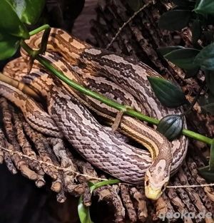 Kornnattern aus 2022 und 2024