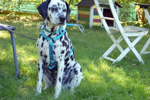 Fiona Da, 8 Jahre - Dalamatiner - Tierhilfe Franken e.V. Bild 7