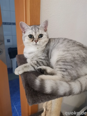 BKH-Kitten Britisch Kurzhaar mit Stammbaum Babies Mädchen