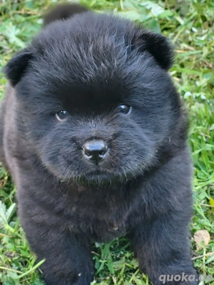 Reinrassige Chwo-Chwo-Welpen