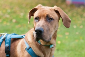 Cadillac, 6 Monate - Ridgeback-Dogge-Mix - Tierhilfe Franken e.V.