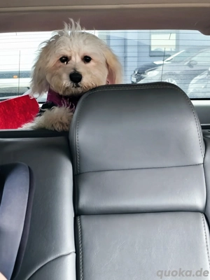 liebevolle Zuhause suchen 