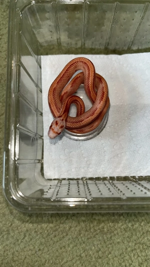 Kornnatter 2025 Bild 7