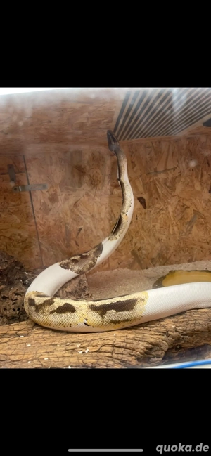 Wunderschöne Königspython