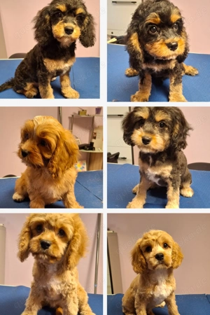 Liebevolle Cavapoo suchen ihre Familie 