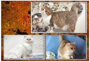 BKH & BLH Britisch Kurzhaar u. Langhaar Katzen mit Stammbaum.