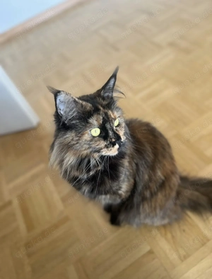 Reinrassige Maine Coon Kitten in wenigen Wochen zu erwarten  