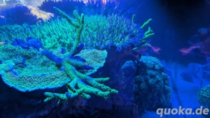 Meerwasser Korallen Acropora Enzmann