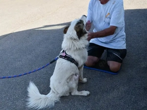 Bart sucht sein Zuhause (noch auf Sardinien) Bild 4