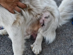 Bart sucht sein Zuhause (noch auf Sardinien) Bild 6