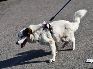 Bart sucht sein Zuhause (noch auf Sardinien) Bild 2