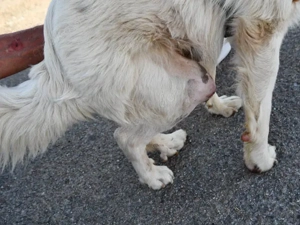 Bart sucht sein Zuhause (noch auf Sardinien) Bild 5