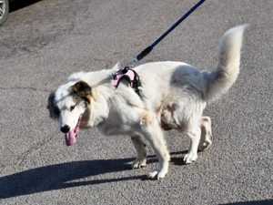 Bart sucht sein Zuhause (noch auf Sardinien) Bild 3