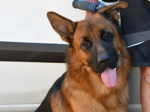 Red sucht sein Zuhause (noch auf Sardinien)