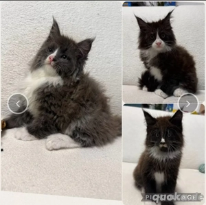 3Traumhafte Verschmuste XXL Maine Coon Kitten Kater Katze Smoke Silver