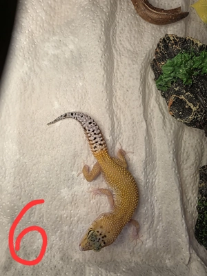 Abgabetiere in Erfurt, Hamm oder Gießen 