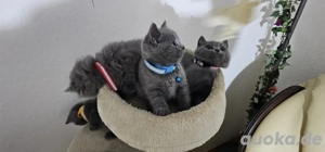 Bkh Katzen babys 