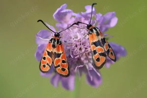 Er sucht Sie   für eine besondere Verbindung