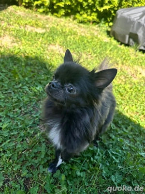 Chihuahua Männchen zu verkaufen