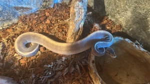 Königsphon Black Pewter GHI Mojave 1.0