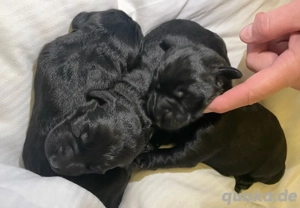 Labradoodle-Welpen F1 