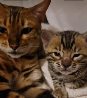 Bezaubernde Bengalkitten in Snow und Brown mit Stammbaum  Bild 4