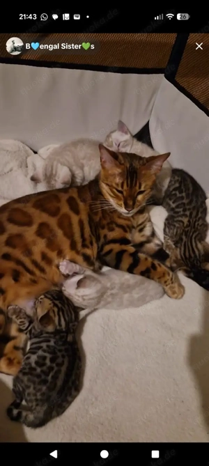 Bezaubernde Bengalkitten in Snow und Brown mit Stammbaum  Bild 3