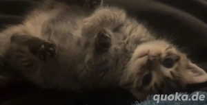 Hauskatze mit ihr Tochter