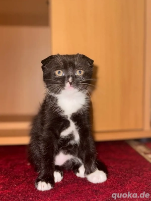    Süße Baby-Kätzchen suchen ein liebevolles Zuhause   