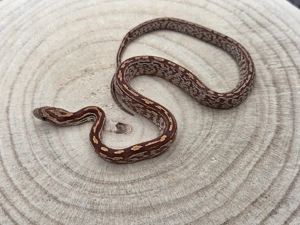 Kornnatter aus hübscher Farbzucht 